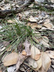 Carex planostachys