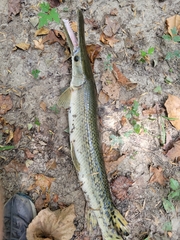 Atractosteus spatula