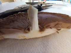 Agaricus deardorffensis