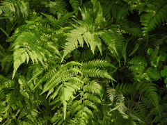 Athyrium sinense