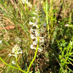 Stackhousia monogyna