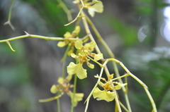 Oncidium