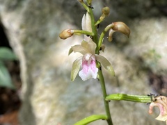 Eulophia maculata