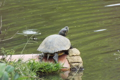 Trachemys
