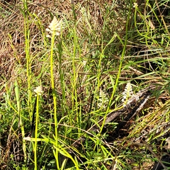 Stackhousia monogyna