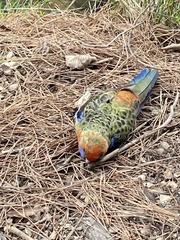 Platycercus elegans adelaidae