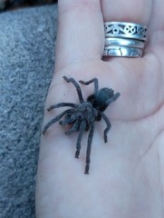 Aphonopelma icenoglei