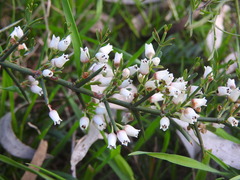 Colletieae