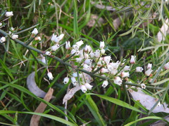 Colletieae