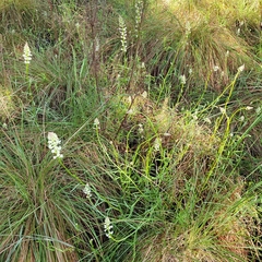 Stackhousia monogyna