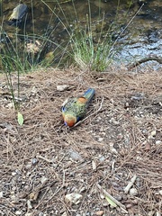 Platycercus elegans adelaidae