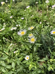 Erigeron