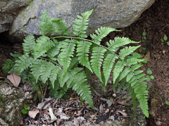 Athyriaceae