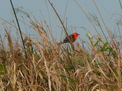 Amblyramphus holosericeus