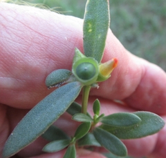 Portulaca umbraticola