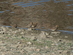 Emberiza calandra