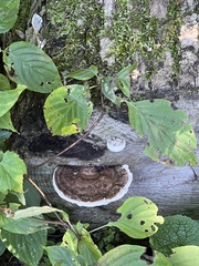 Ischnoderma benzoinum