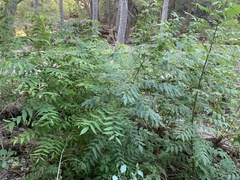 Juglans major