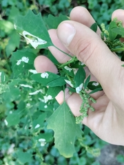 Chrysoesthia sexguttella