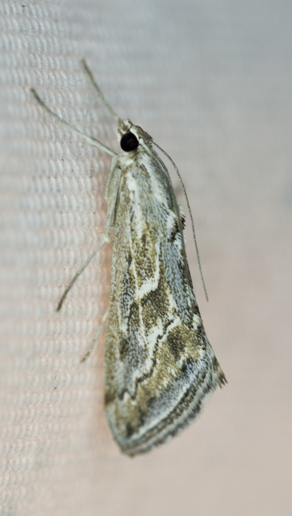 Gray Evergestis