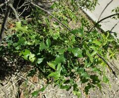 Zanthoxylum hirsutum