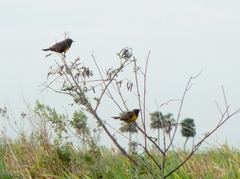Pseudoleistes virescens