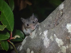 Peromyscus sonoriensis