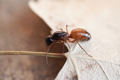 Camponotus sansabeanus