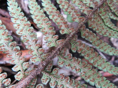 Polystichum wawranum