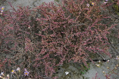 Suaeda pannonica