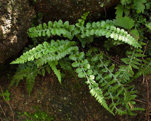 Asplenium × castaneoviride iNat (2)