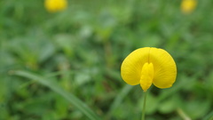 Arachis duranensis