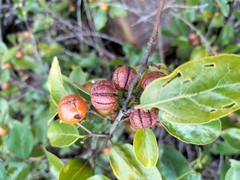 Petalostigma