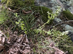 Trichostema setaceum