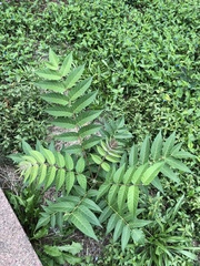Ailanthus altissima