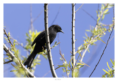 Icterus pyrrhopterus