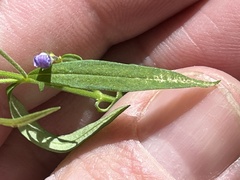 Trichostema setaceum