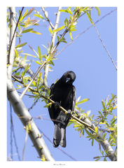 Icterus pyrrhopterus