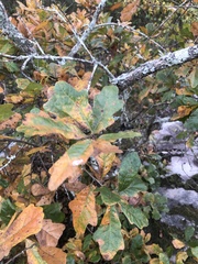 Quercus boyntonii
