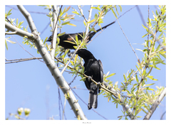Icterus pyrrhopterus