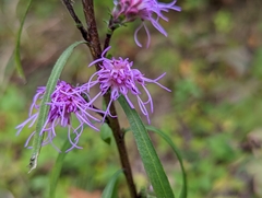 Liatris aspera