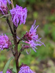 Liatris aspera