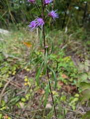 Liatris aspera