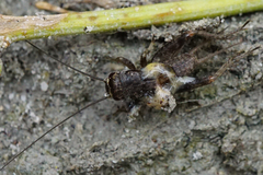 Eumodicogryllus bordigalensis