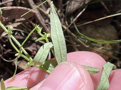 Trichostema setaceum