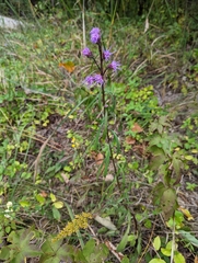 Liatris aspera