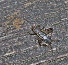 Allonemobius maculatus