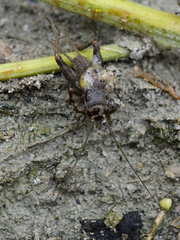 Eumodicogryllus bordigalensis