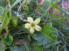 Jaborosa runcinata
