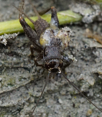 Eumodicogryllus bordigalensis